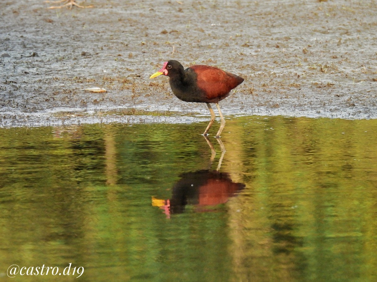 Wattled Jacana - ML632002897