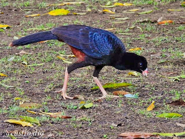 Crestless Curassow - ML632002922
