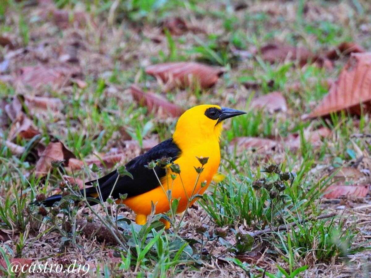 Oriole Blackbird - ML632002945