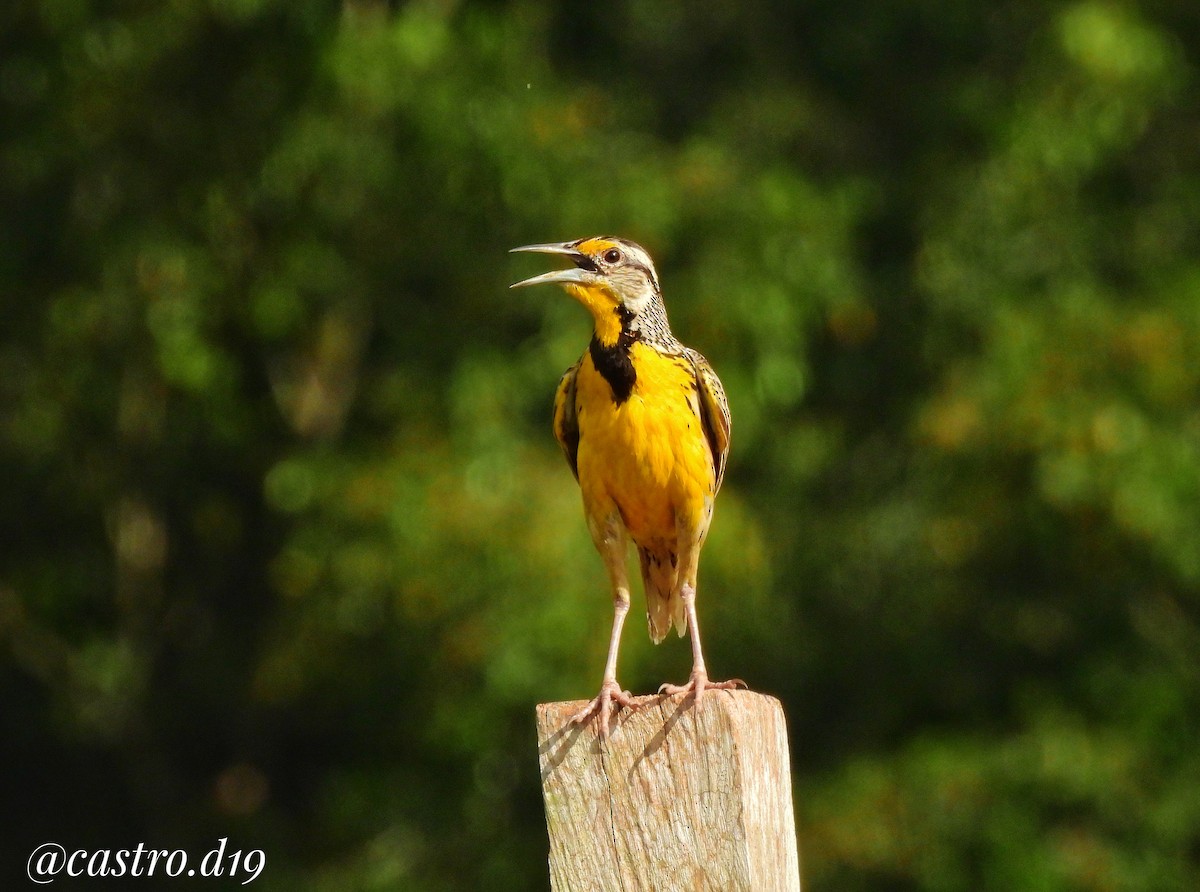 Eastern Meadowlark - ML632002975