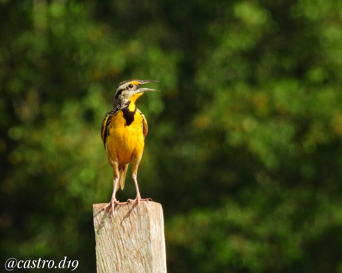Eastern Meadowlark - ML632002976
