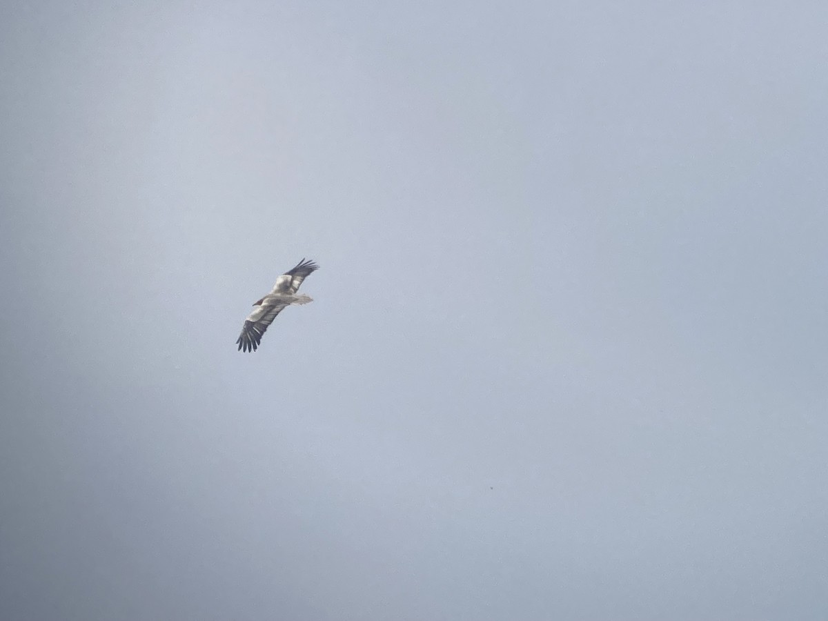 Дэлт ёл - ML632003033