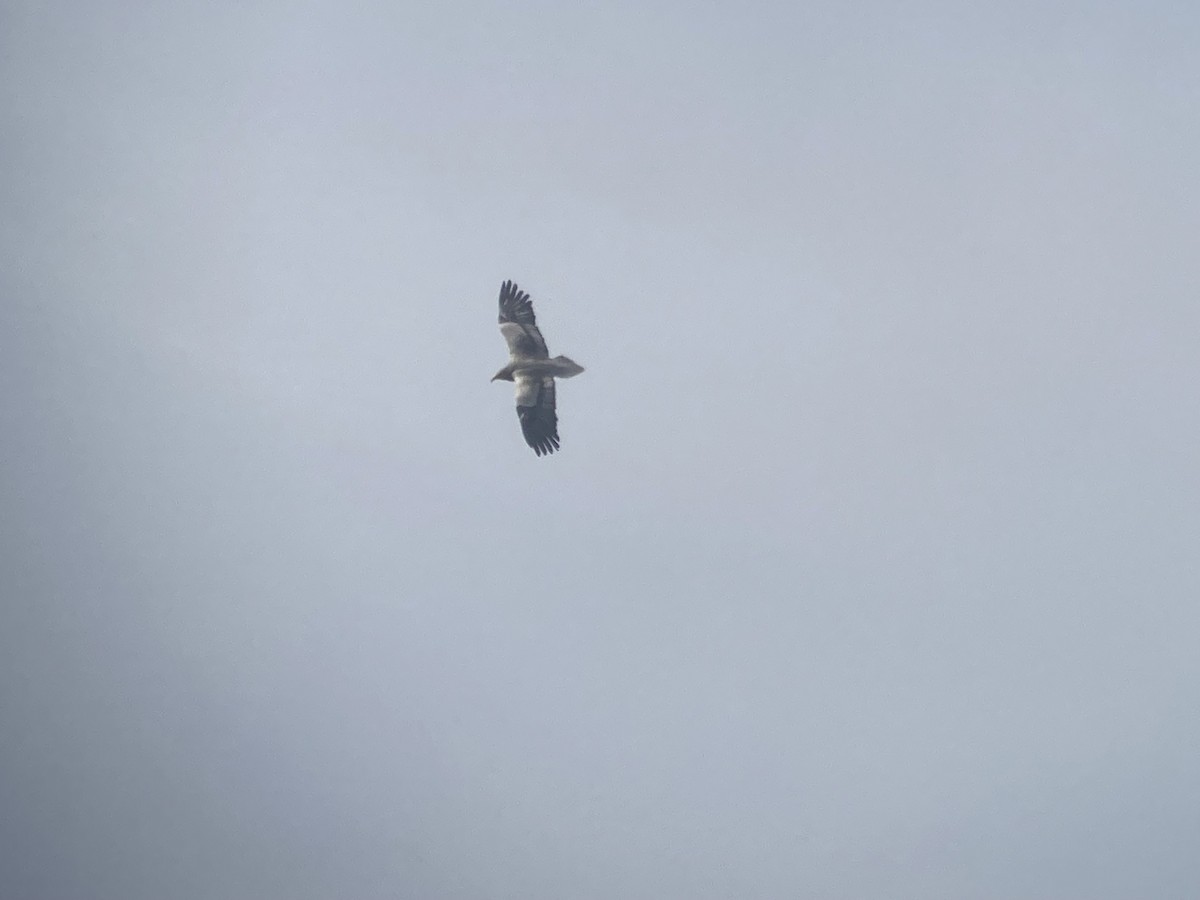 Дэлт ёл - ML632003034