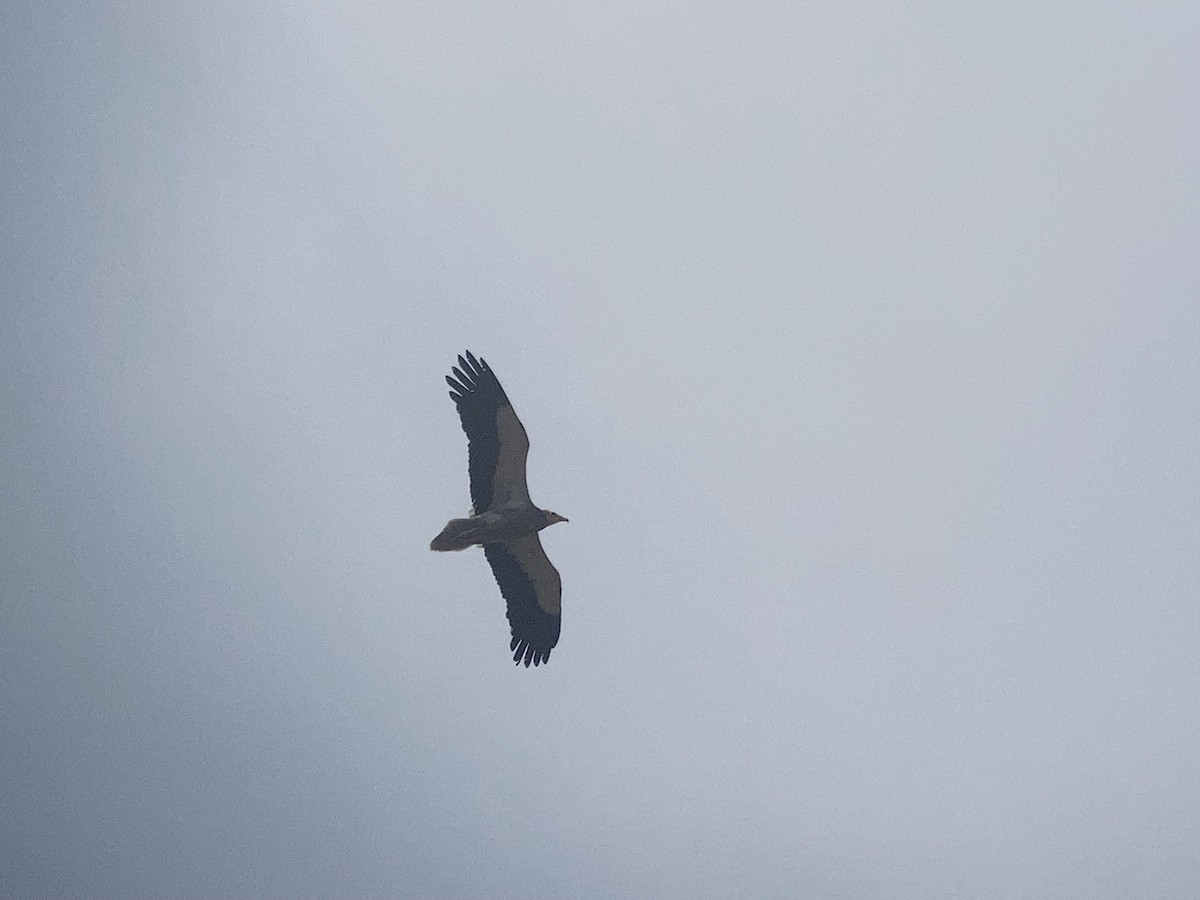 Дэлт ёл - ML632003035