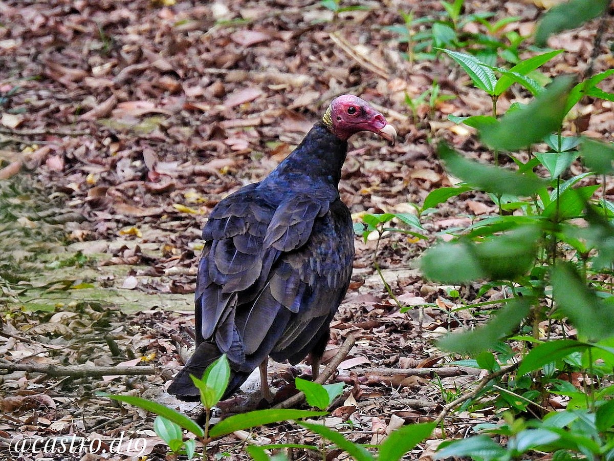 Turkey Vulture - ML632003048