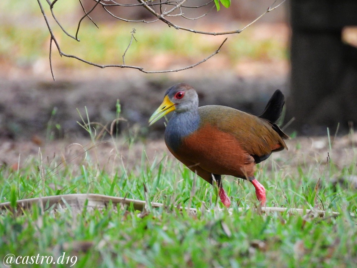 Gray-cowled Wood-Rail - ML632003074
