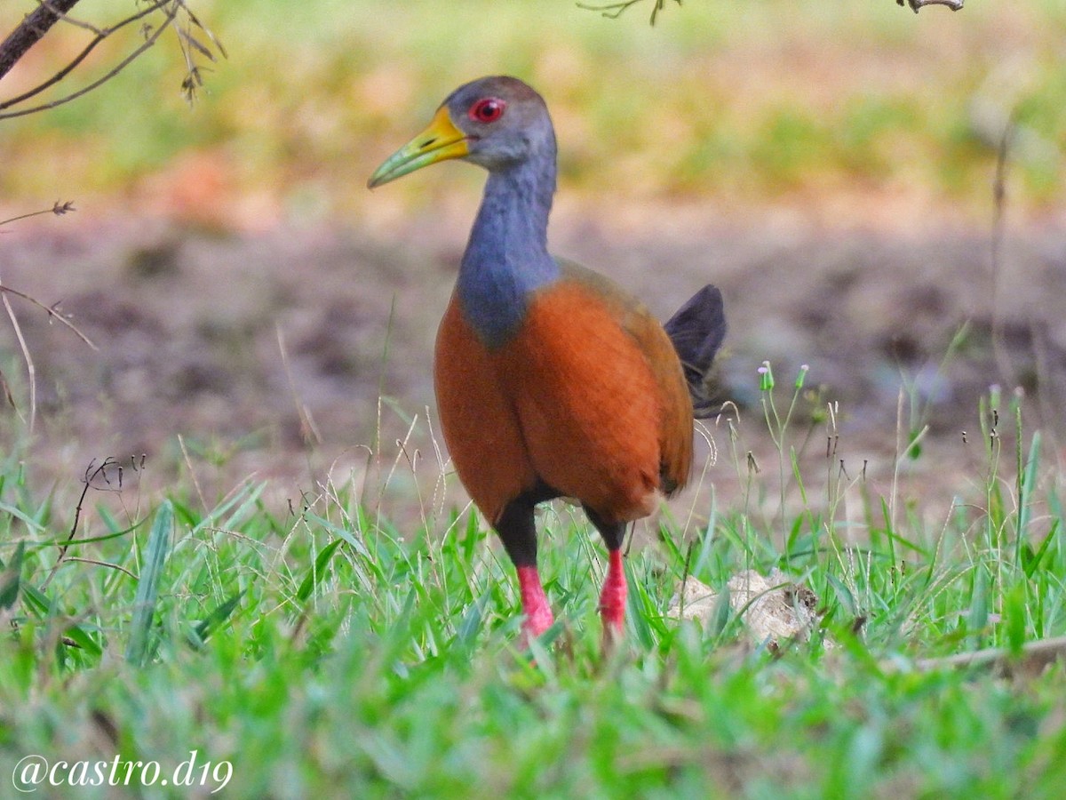 Gray-cowled Wood-Rail - ML632003075