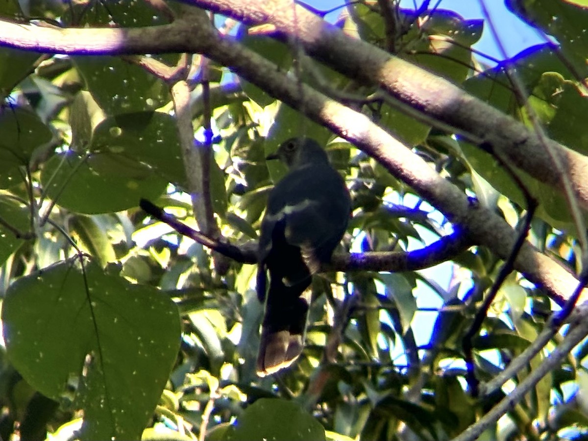 Philippine Hawk-Cuckoo - ML632003082