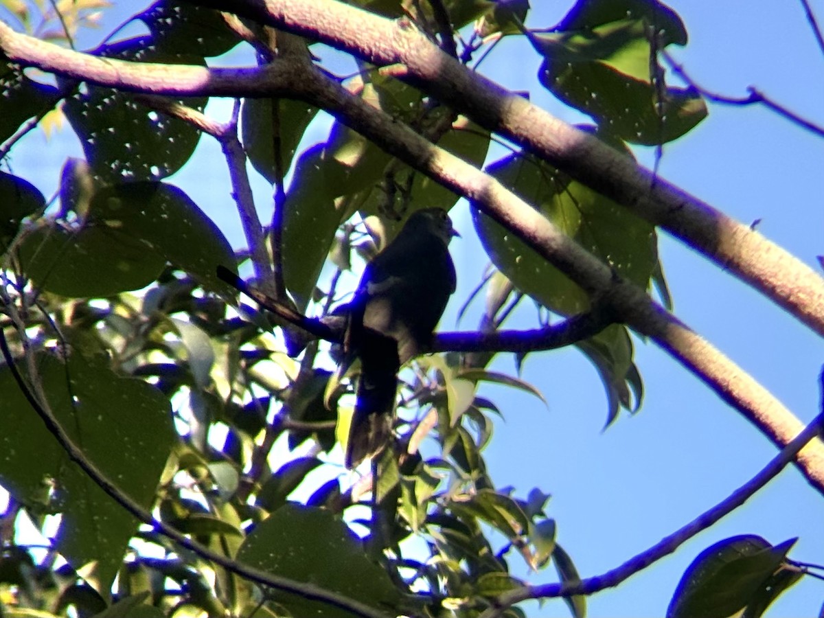 Philippine Hawk-Cuckoo - ML632003083