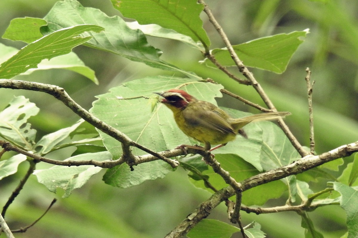 Chestnut-capped Warbler - ML63200311