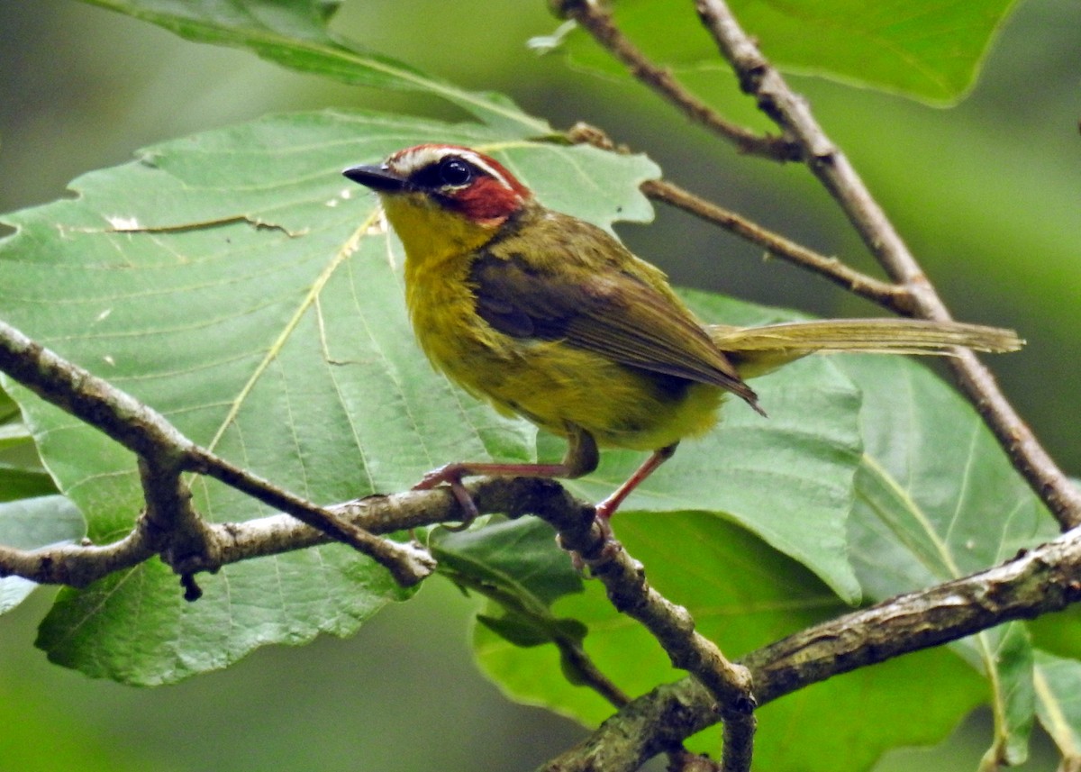 Chestnut-capped Warbler - ML63200321