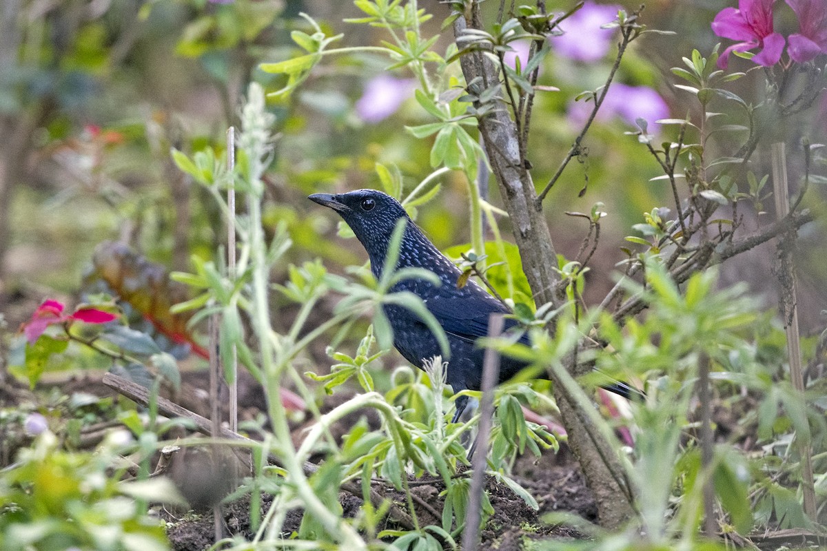 Arrenga Común (caeruleus) - ML632003217