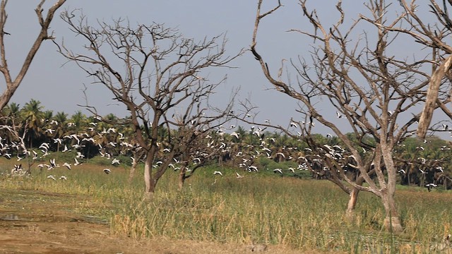 Хээрийн галуу - ML632003357