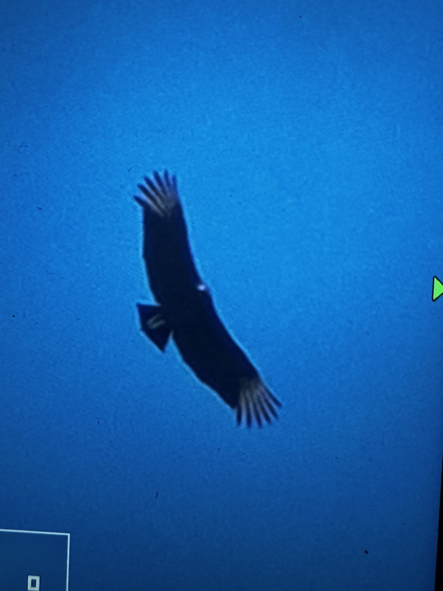 Black Vulture - ML632003536