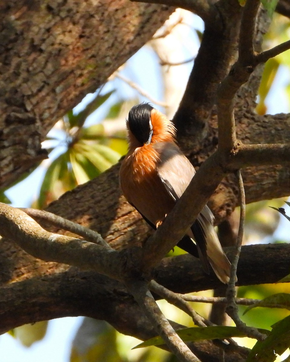 Brahminy Starling - ML632003722