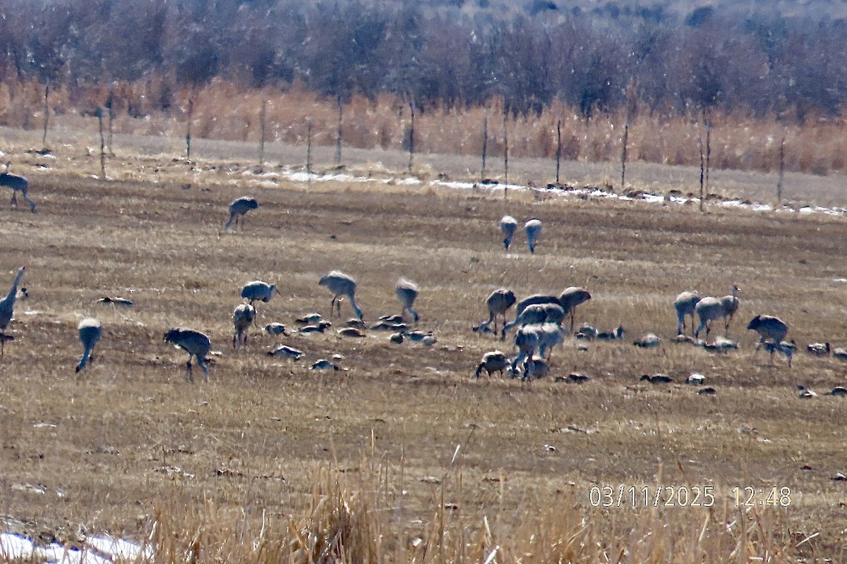 Sandhill Crane - ML632003935