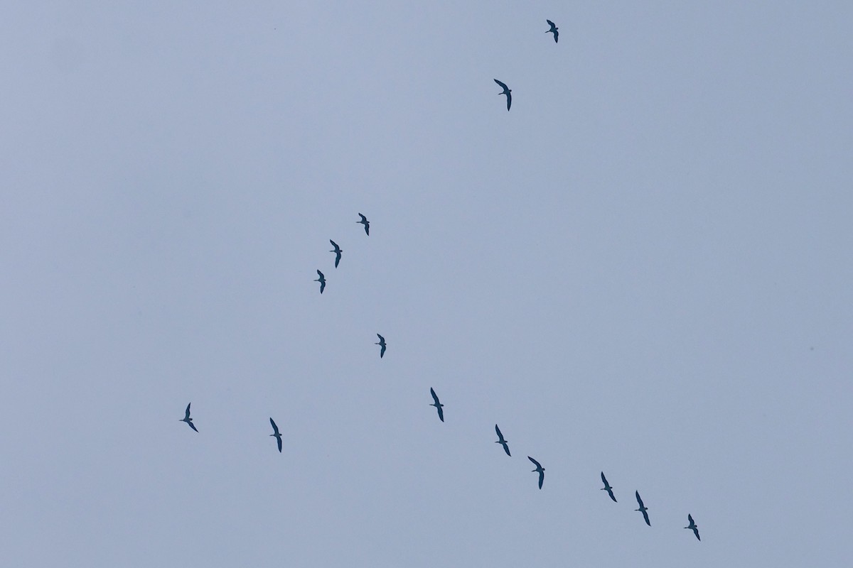 Хээрийн галуу - ML632003970