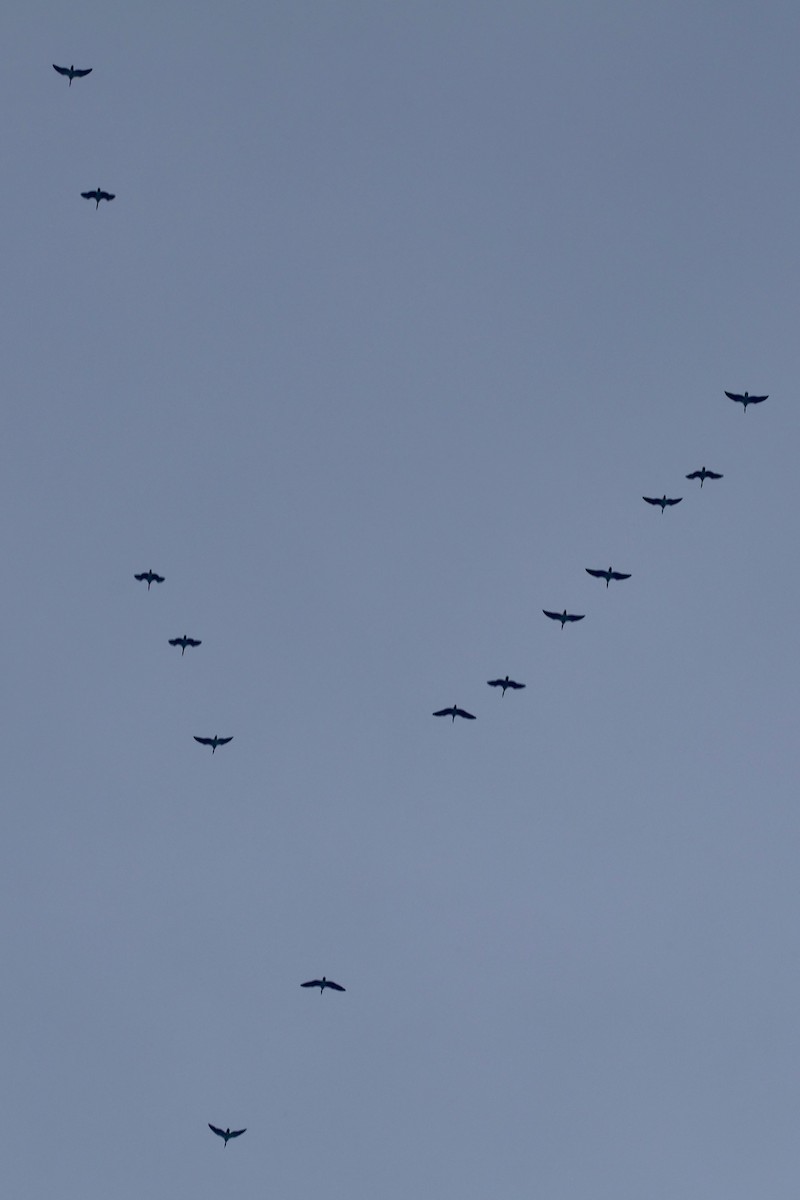 Хээрийн галуу - ML632003971