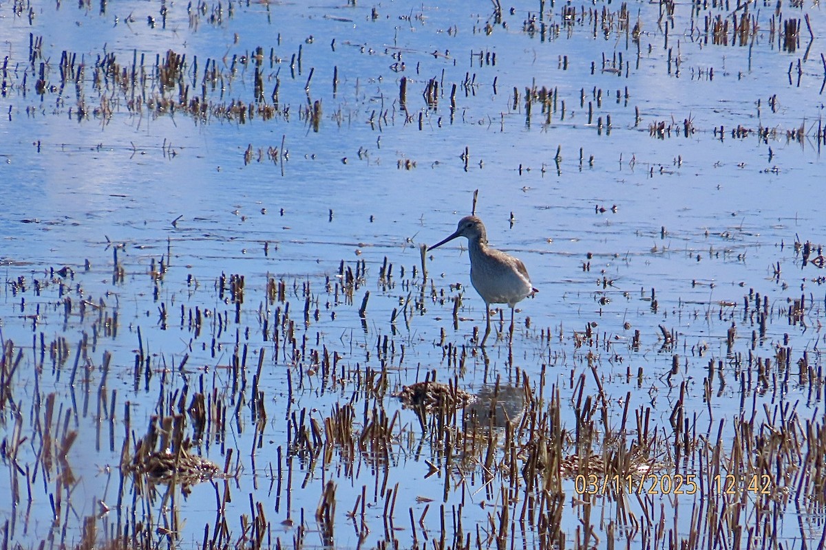 Greater Yellowlegs - ML632004001