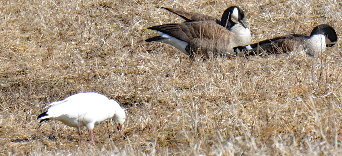 Snow Goose - ML632004052