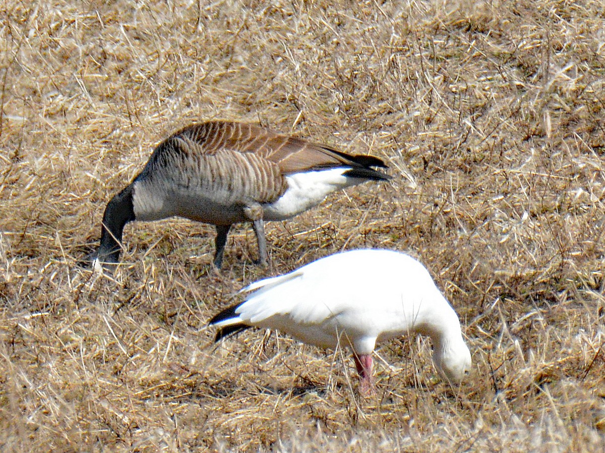 Snow Goose - ML632004053