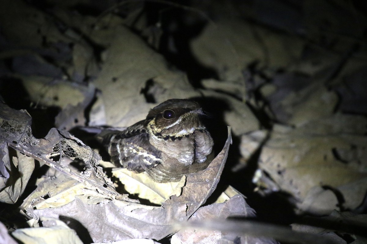 Jerdon's Nightjar - ML632004086