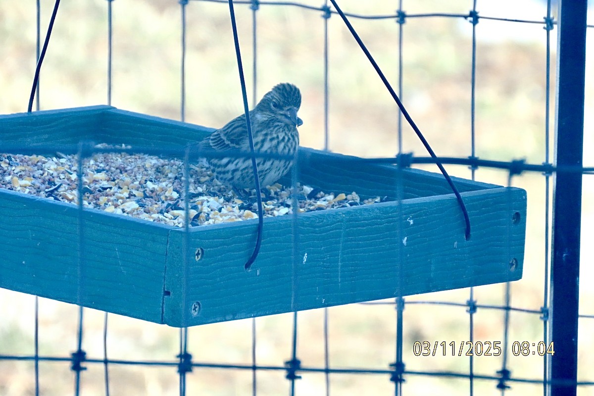 Cassin's Finch - ML632004090