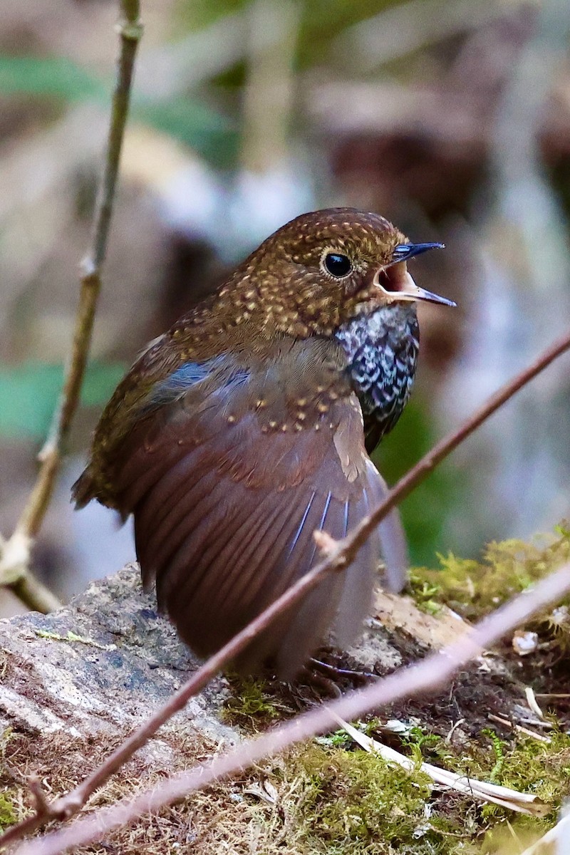 Scaly-breasted Cupwing (Himalayan) - ML632004150