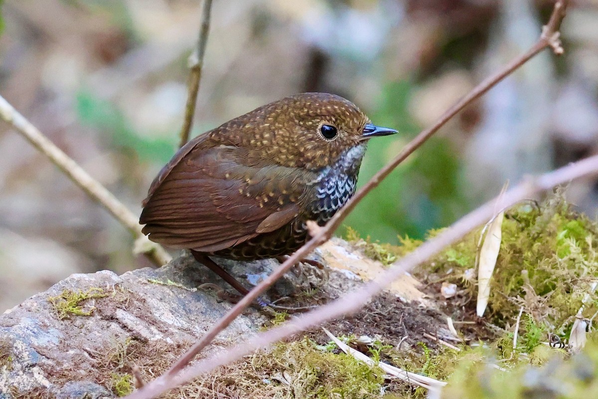 Scaly-breasted Cupwing (Himalayan) - ML632004151