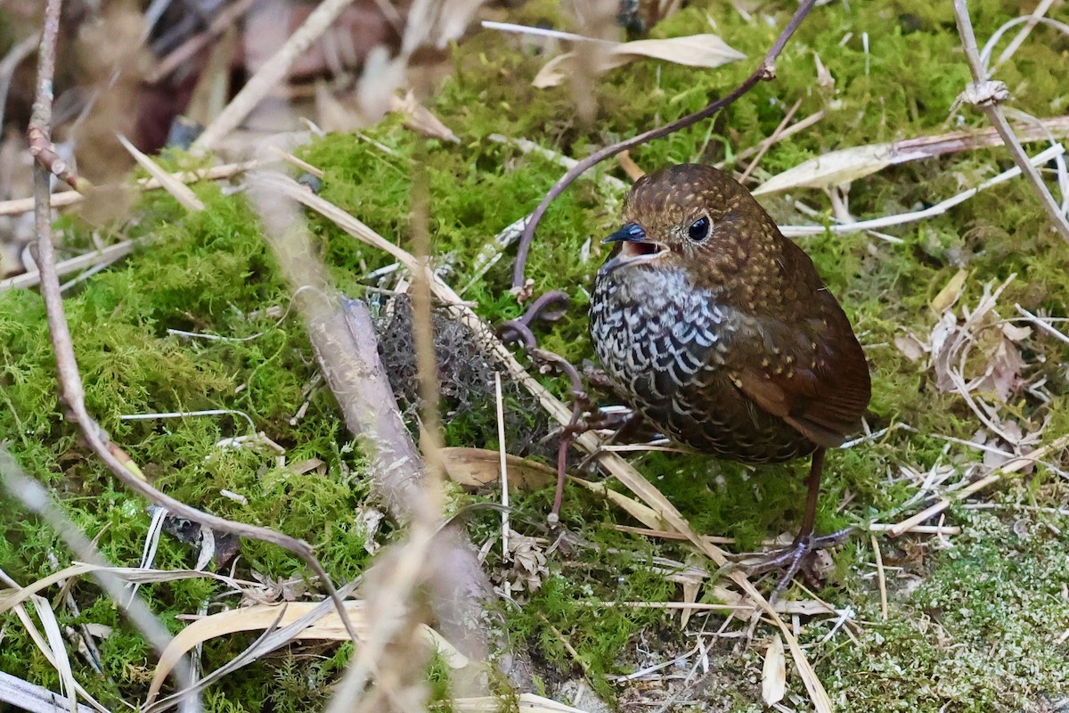 Scaly-breasted Cupwing (Himalayan) - ML632004153