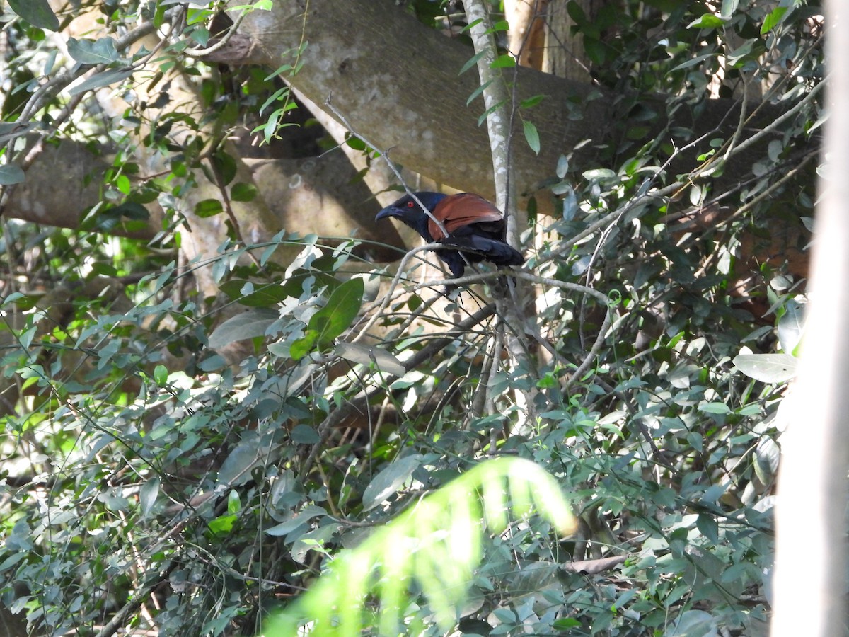 Greater Coucal - ML632004222