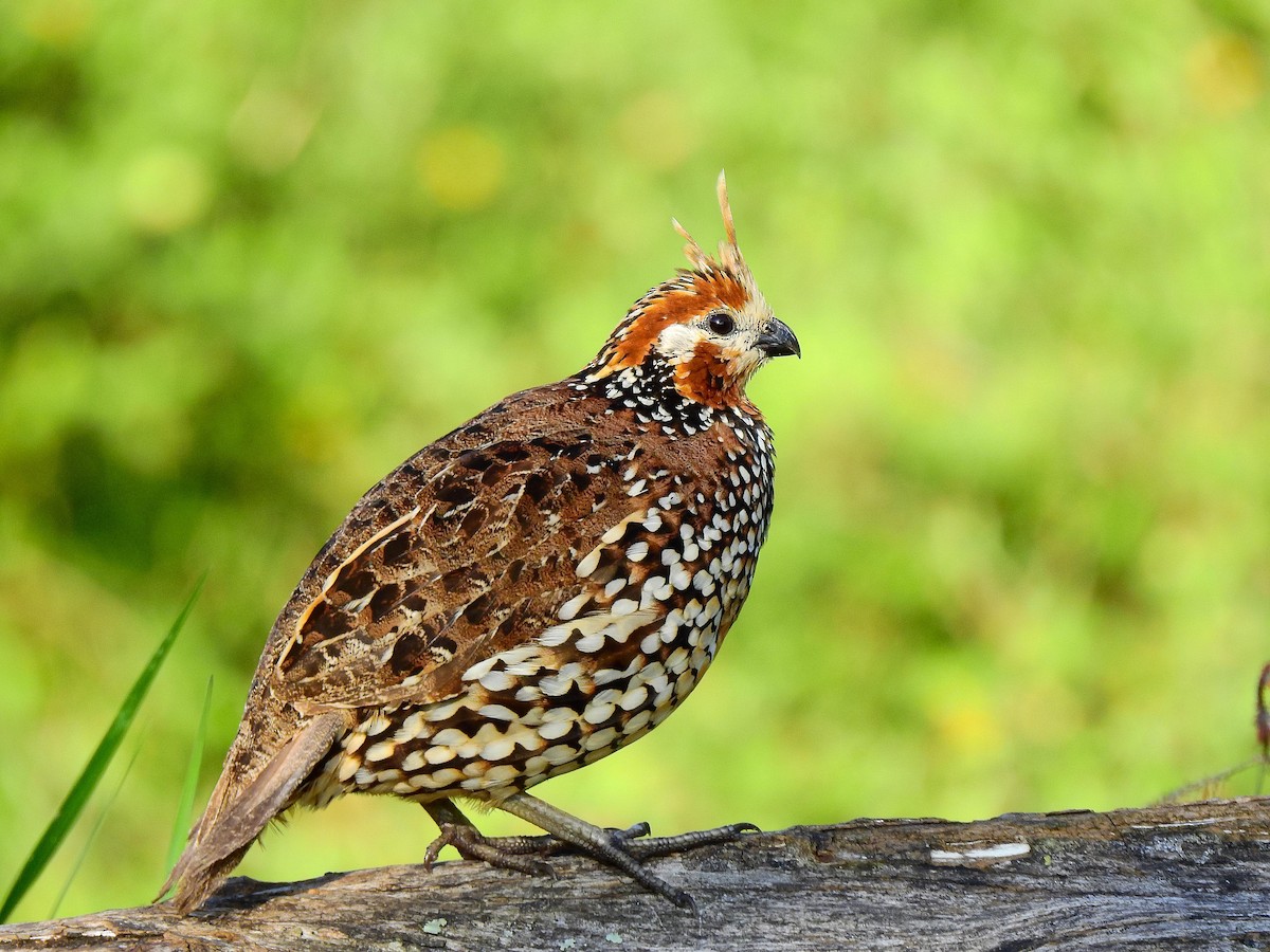 Crested Bobwhite - ML632004253