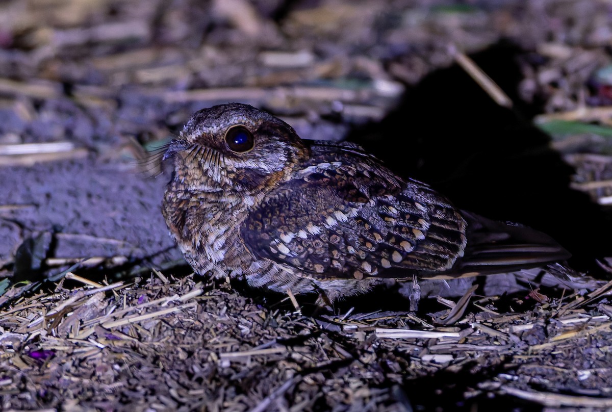 Spot-tailed Nightjar - ML632004280