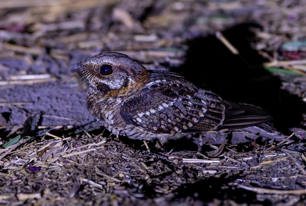 Spot-tailed Nightjar - ML632004281