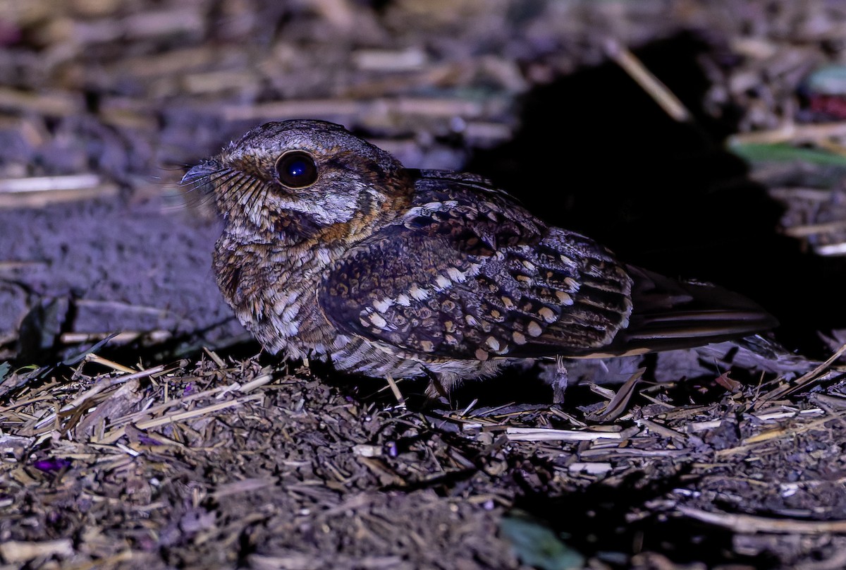Spot-tailed Nightjar - ML632004283