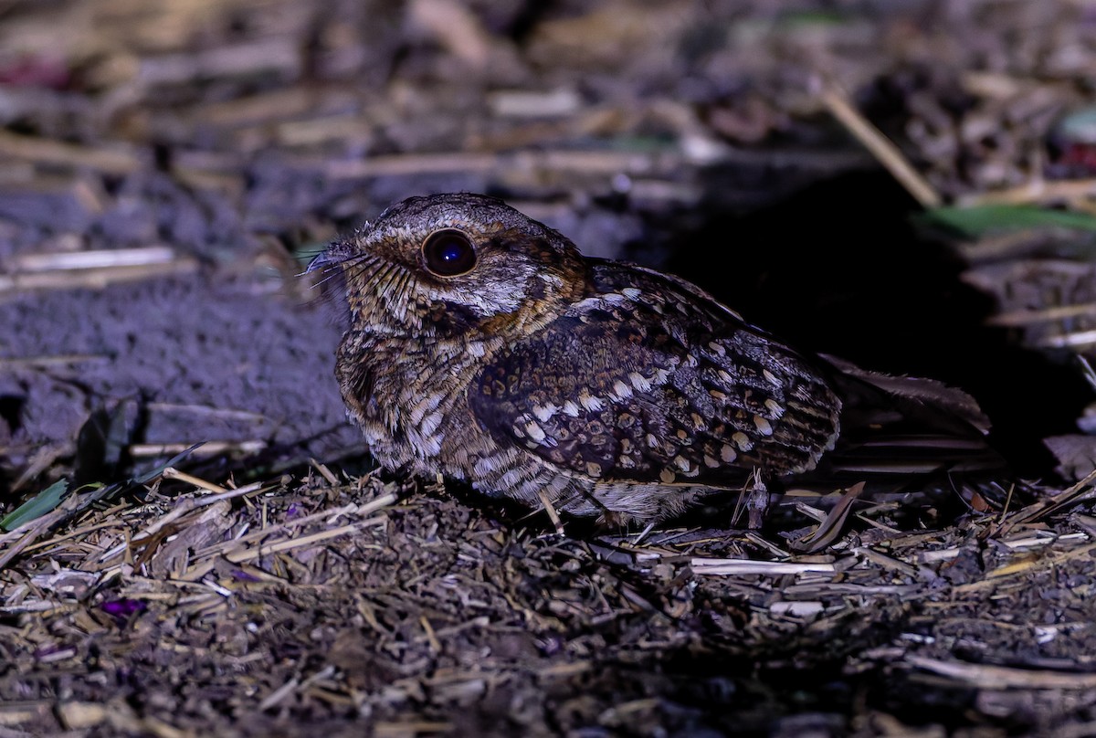 Spot-tailed Nightjar - ML632004284