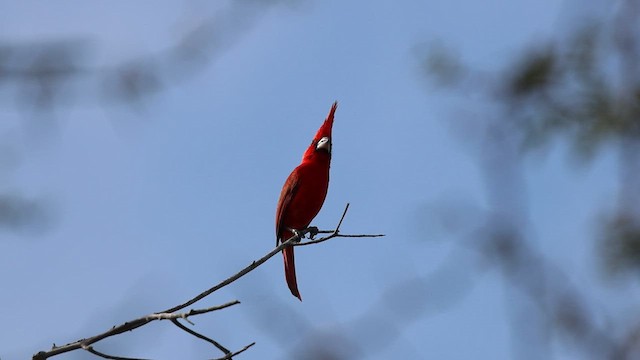 Cardinal vermillon - ML632004285