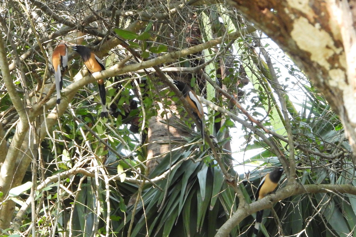 Rufous Treepie - ML632004297