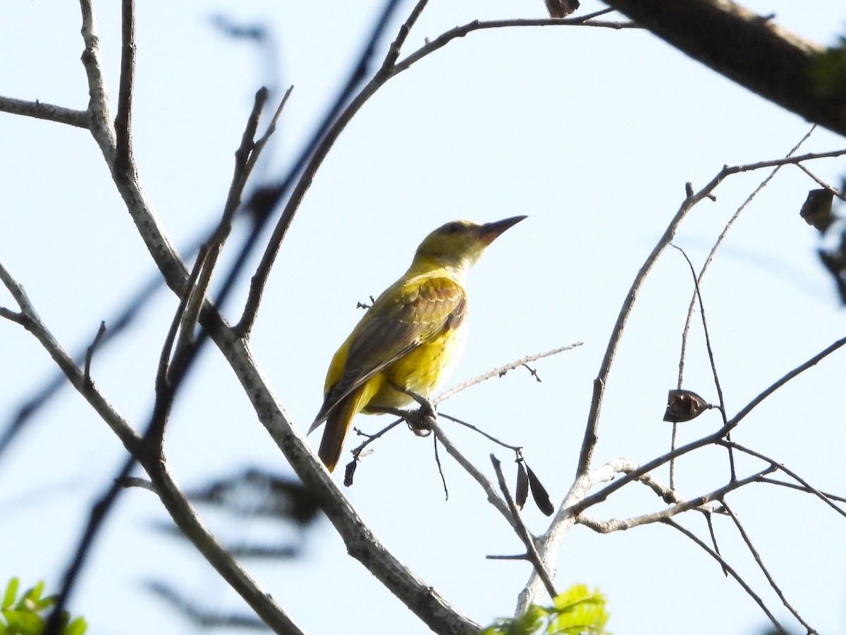 Indian Golden Oriole - ML632004330