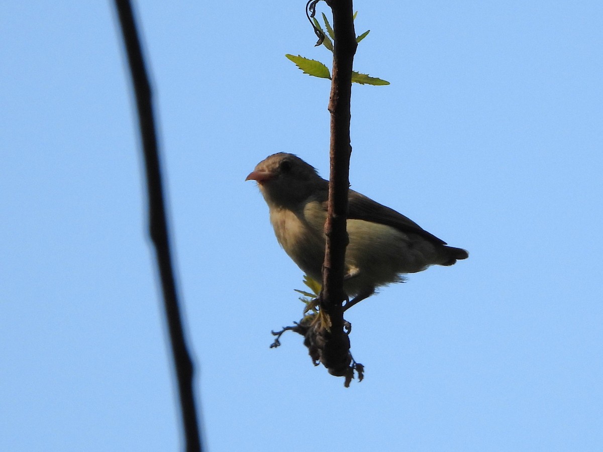 Pale-billed Flowerpecker - ML632004358