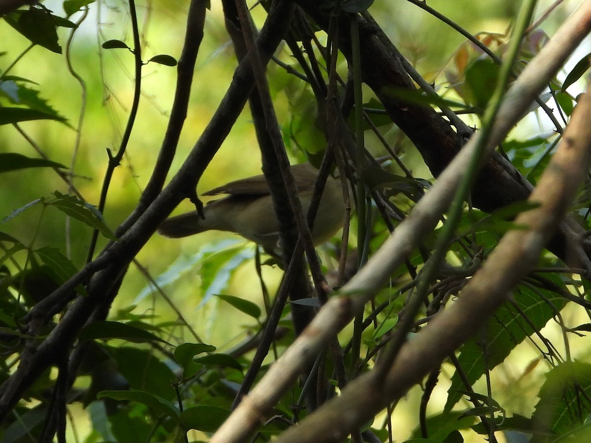 Blyth's Reed Warbler - ML632004371