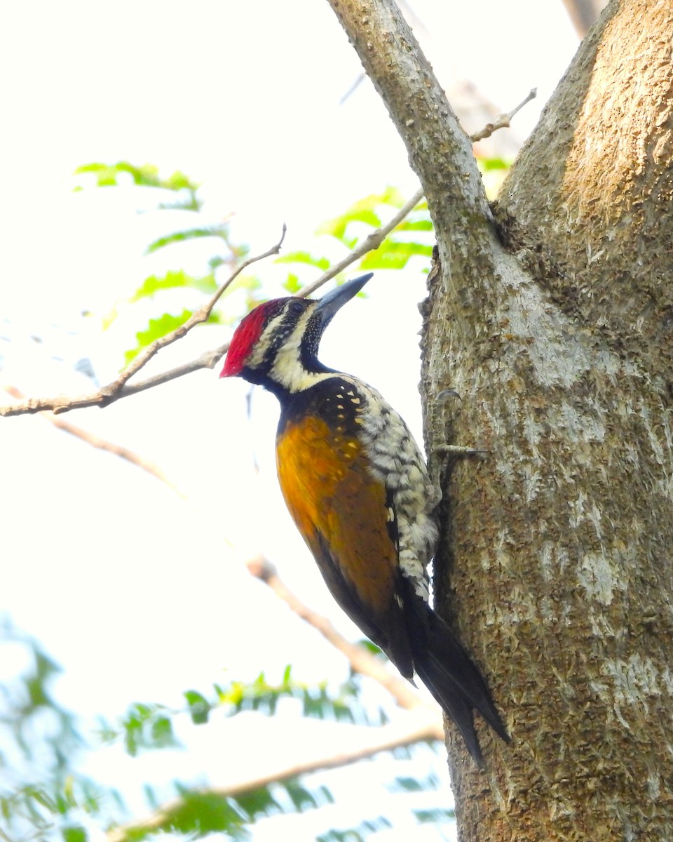 Black-rumped Flameback - ML632004385