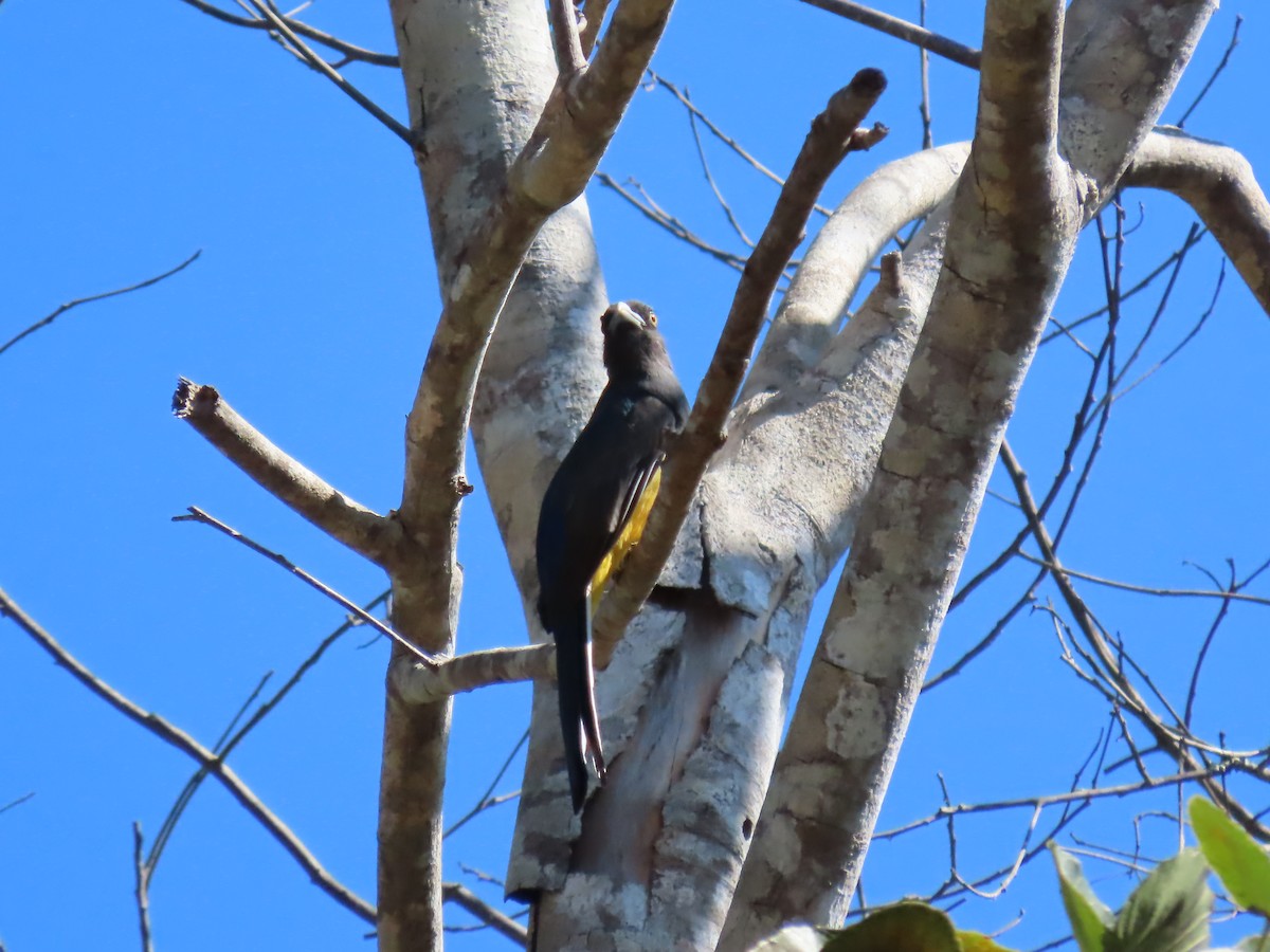 Citreoline Trogon - ML632004404
