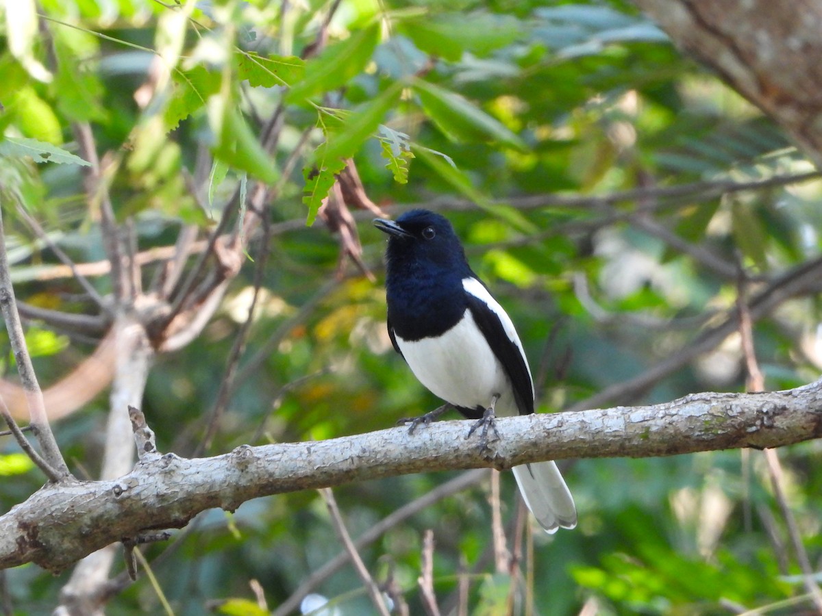 Oriental Magpie-Robin - ML632004406