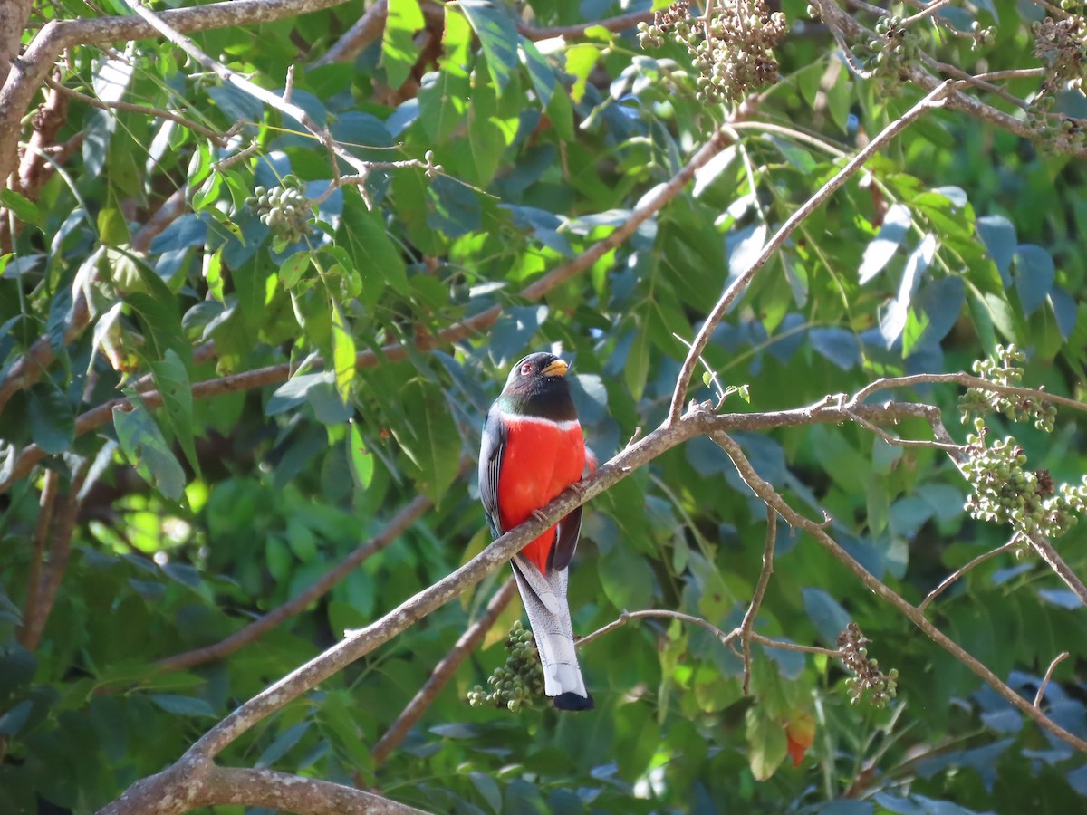 Elegant Trogon - ML632004408