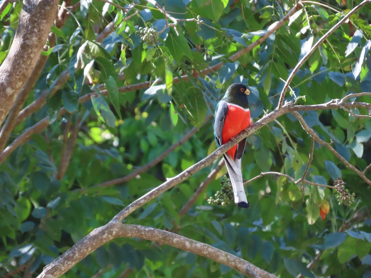 Elegant Trogon - ML632004409