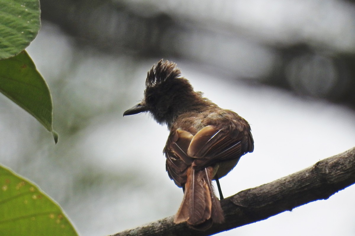 Dusky-capped Flycatcher - ML63200441