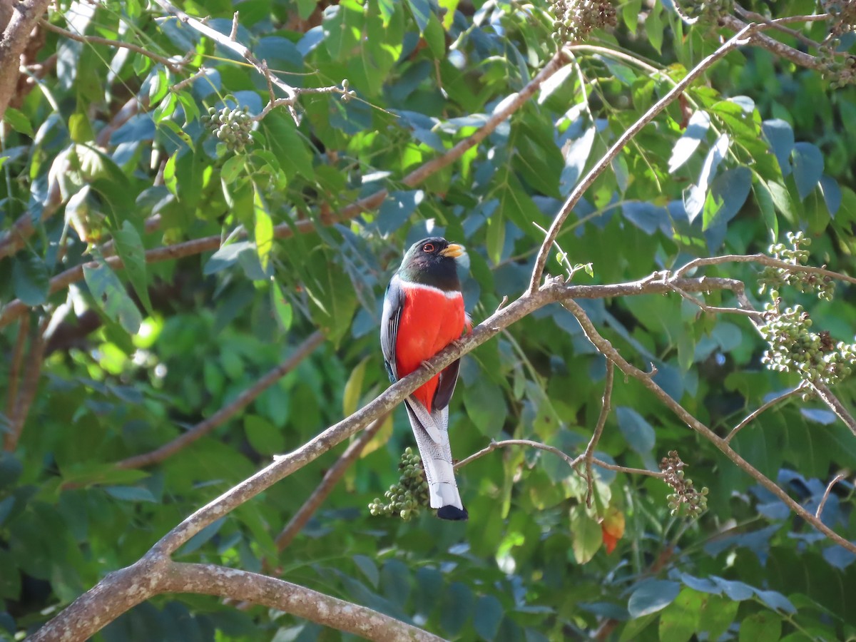 Elegant Trogon - ML632004410