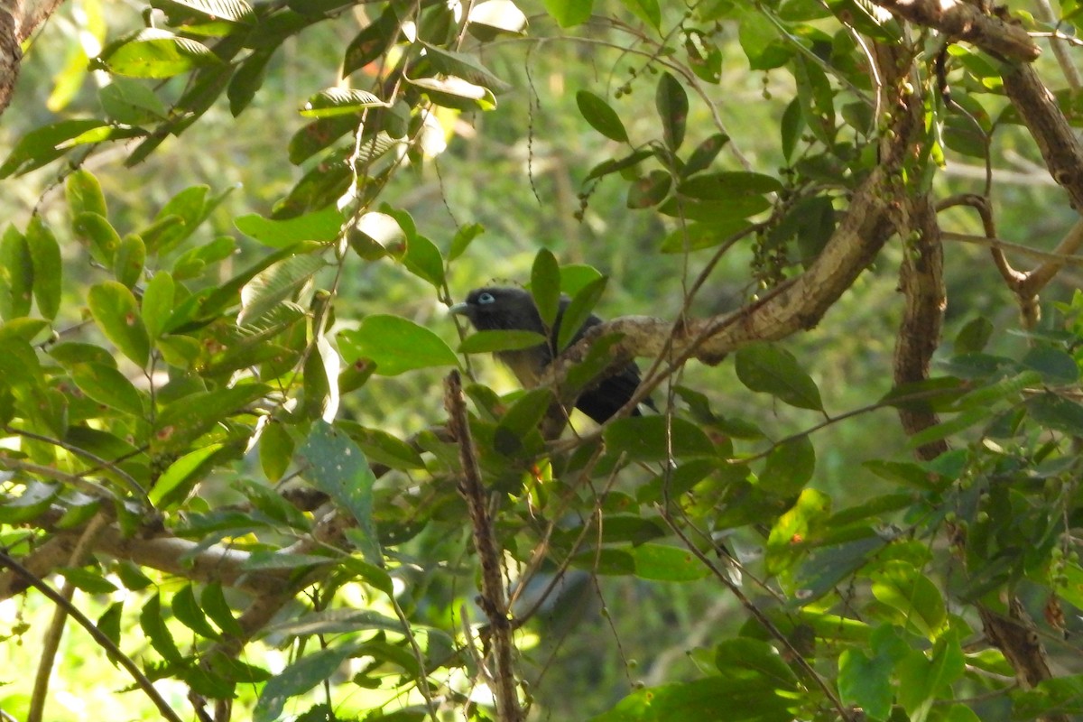 Blue-faced Malkoha - ML632004412