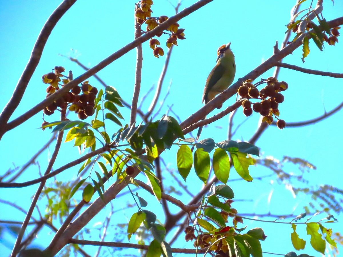 Russet-crowned Motmot - ML632004414